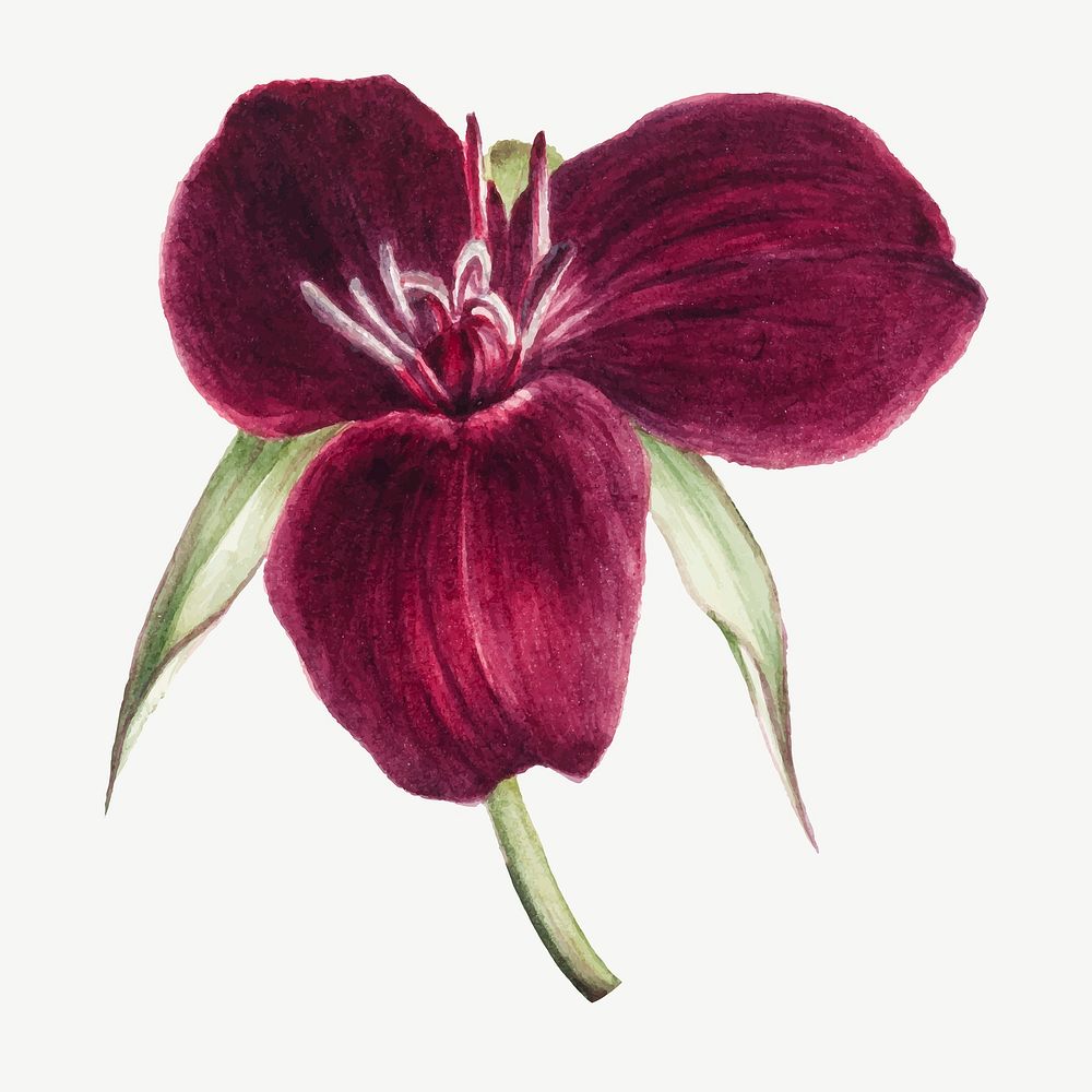Sweet Trillium flower vector botanical illustration, remixed from the artworks by Mary Vaux Walcott