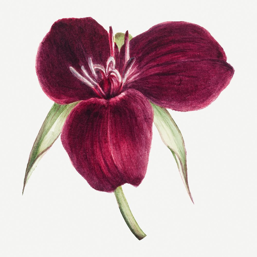 Sweet Trillium flower botanical illustration, remixed from the artworks by Mary Vaux Walcott
