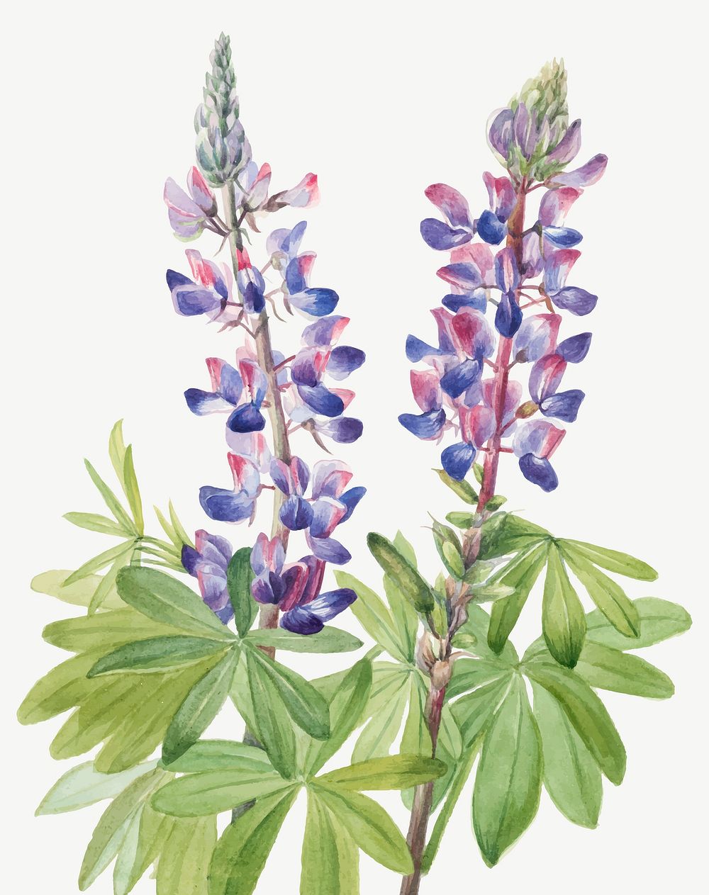 Lupine flower botanical illustration, remixed from the artworks by Mary Vaux Walcott