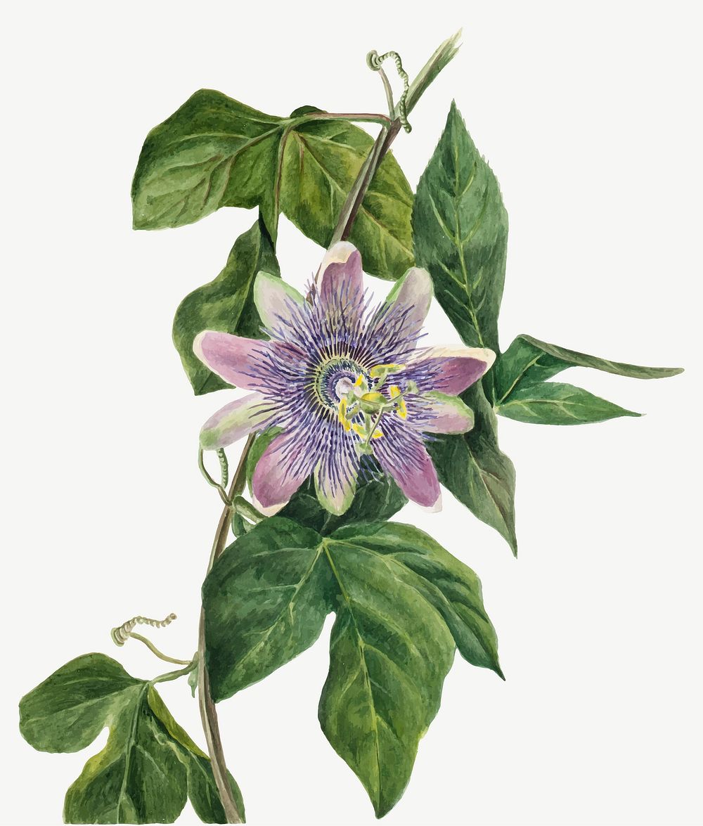 Passion flower vector botanical vintage illustration, remixed from the artworks by Mary Vaux Walcott