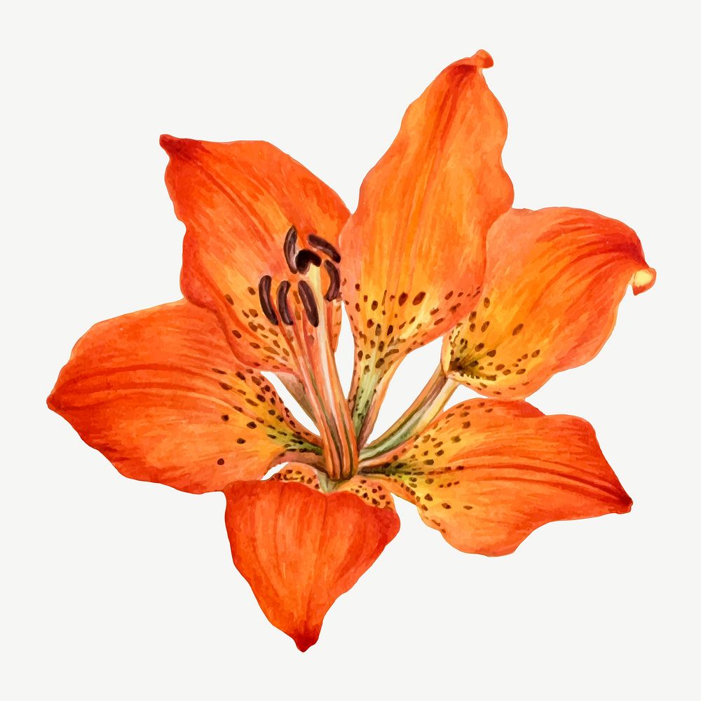 Blooming orange lily vector hand drawn floral illustration, remixed from the artworks by Mary Vaux Walcott