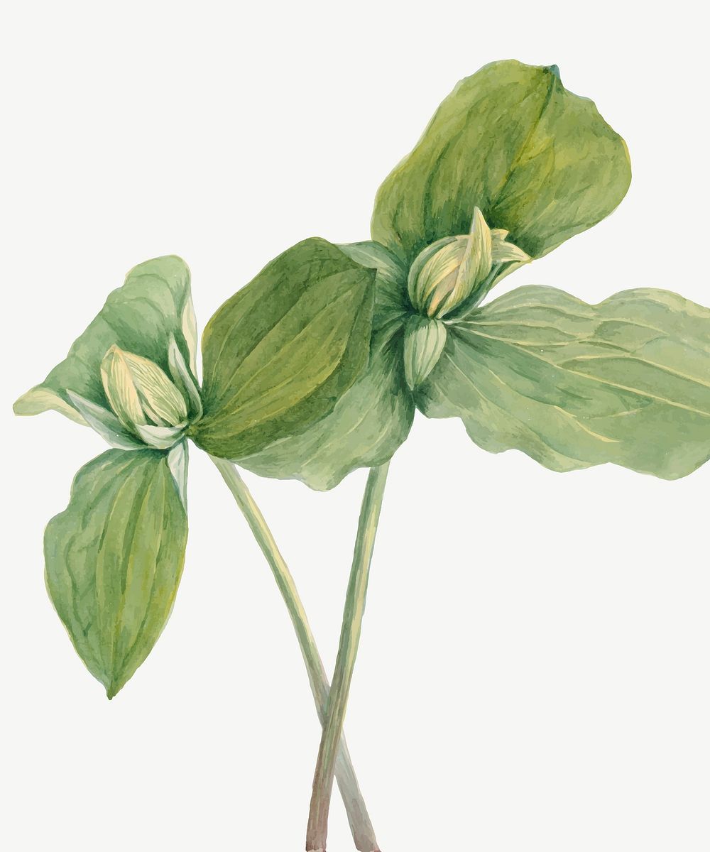 Toad trillium flower vector botanical illustration, remixed from the artworks by Mary Vaux Walcott