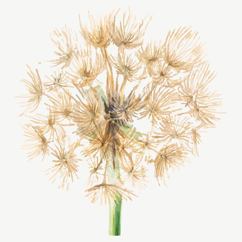 Salsify vector botanical vintage illustration, remixed from the artworks by Mary Vaux Walcott