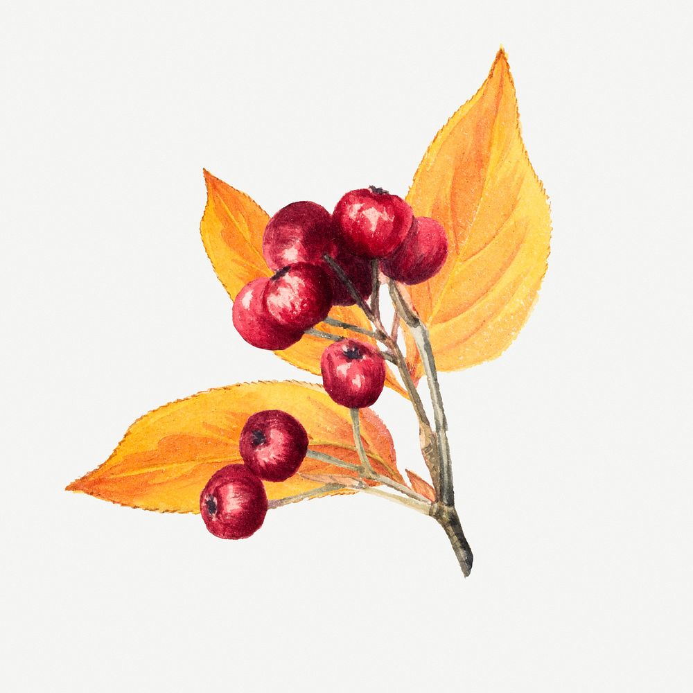 Red chokeberry psd botanical vintage illustration