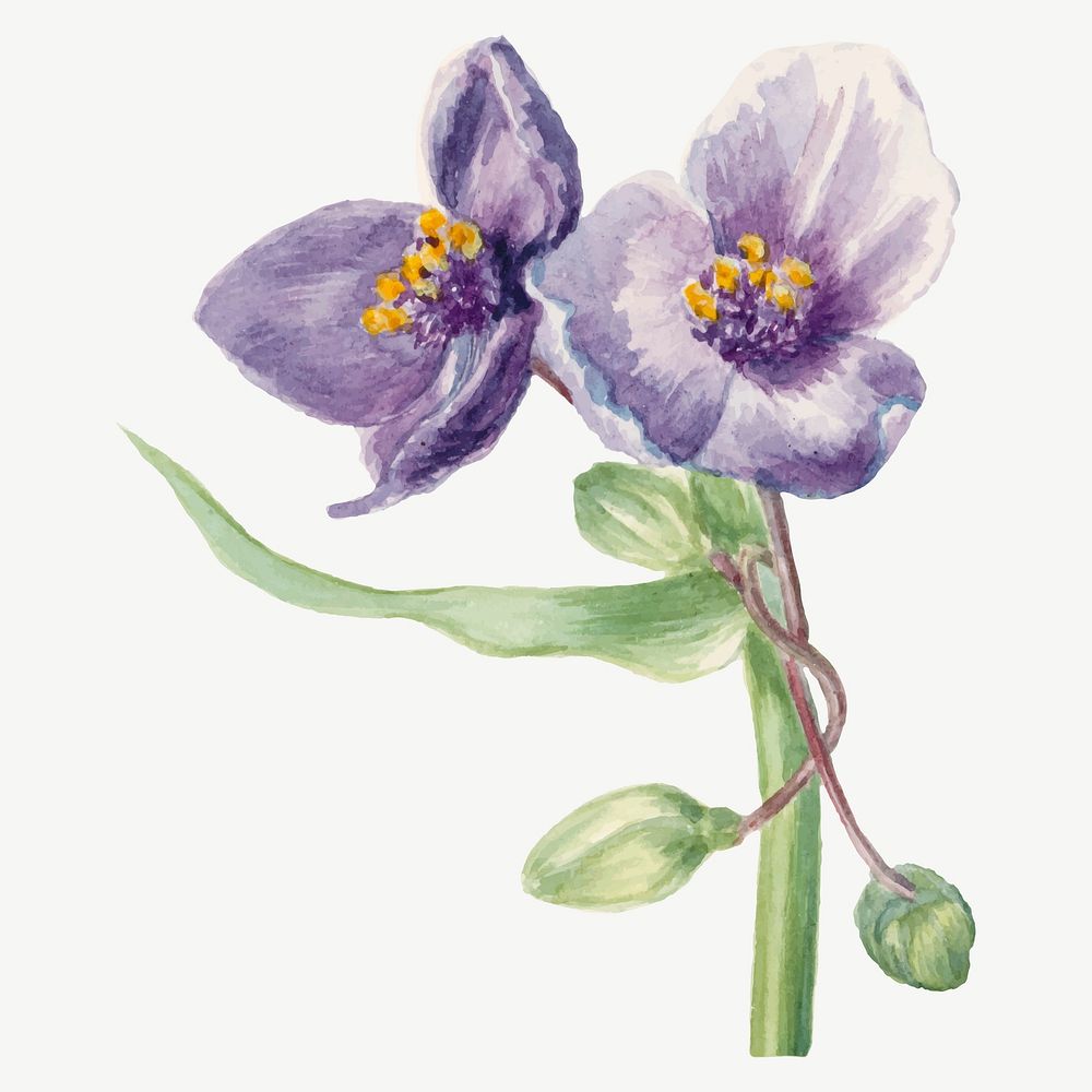 Virginia spiderwort flower vector botanical illustration, remixed from the artworks by Mary Vaux Walcott