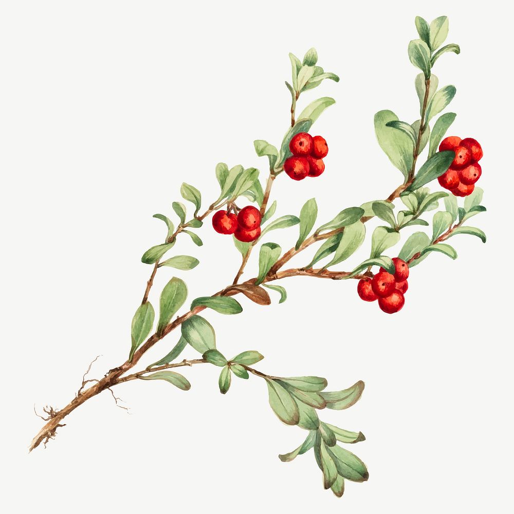 Red bearberry vector botanical illustration watercolor, remixed from the artworks by Mary Vaux Walcott