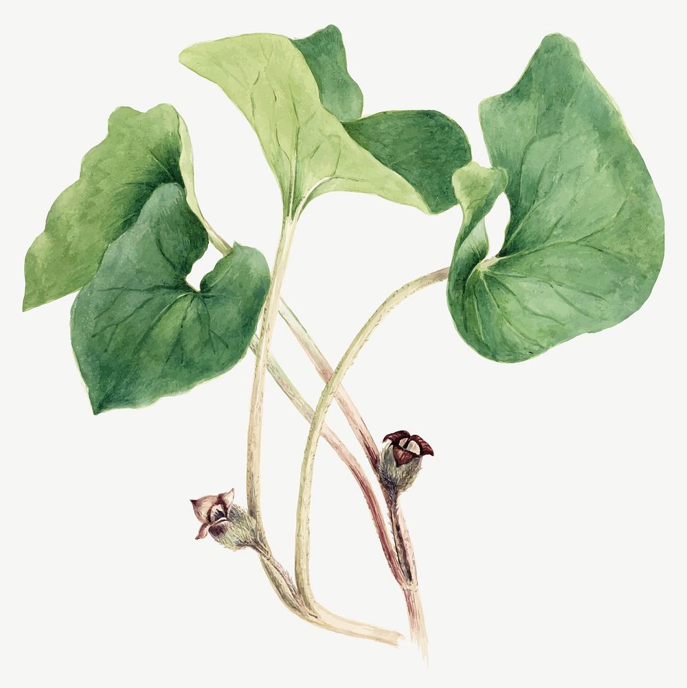 Canada wild ginger vector botanical illustration watercolor, remixed from the artworks by Mary Vaux Walcott