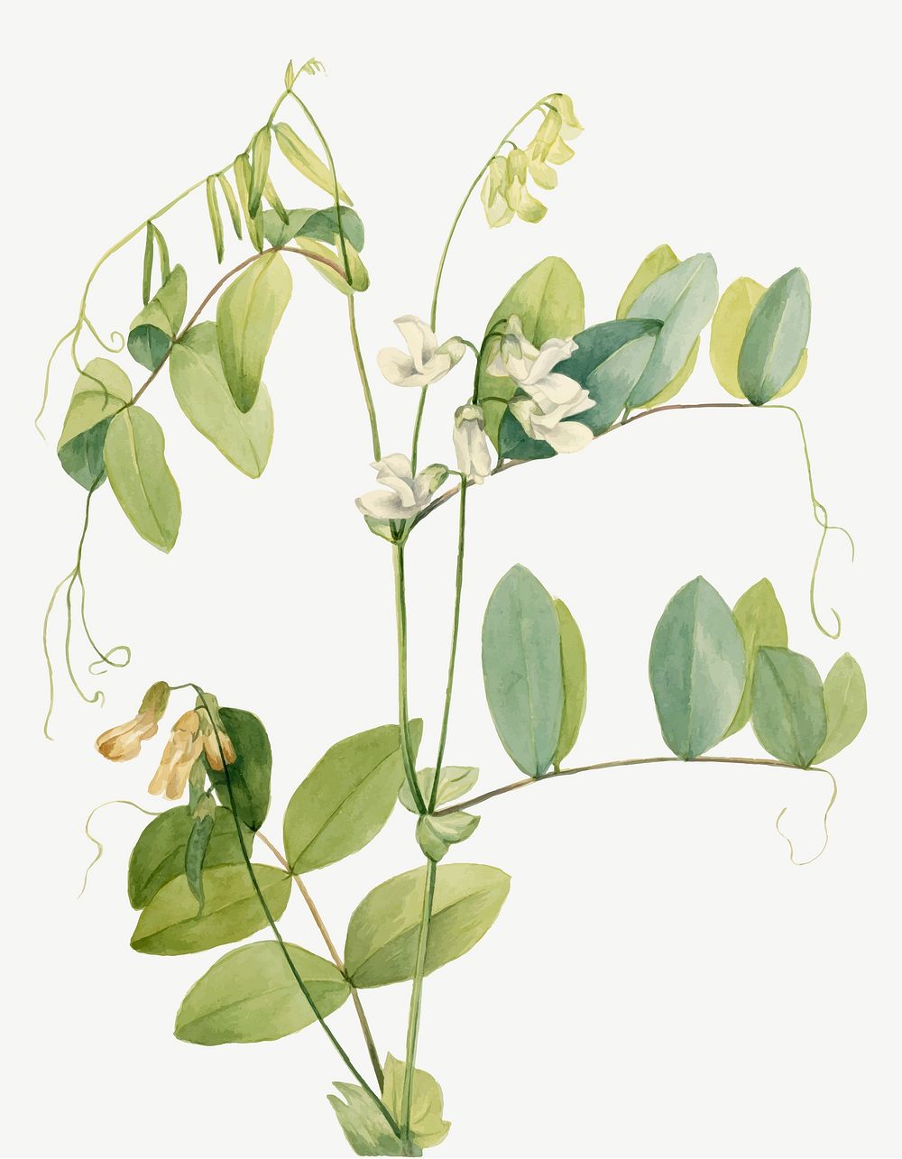 White pea vector botanical illustration watercolor, remixed from the artworks by Mary Vaux Walcott