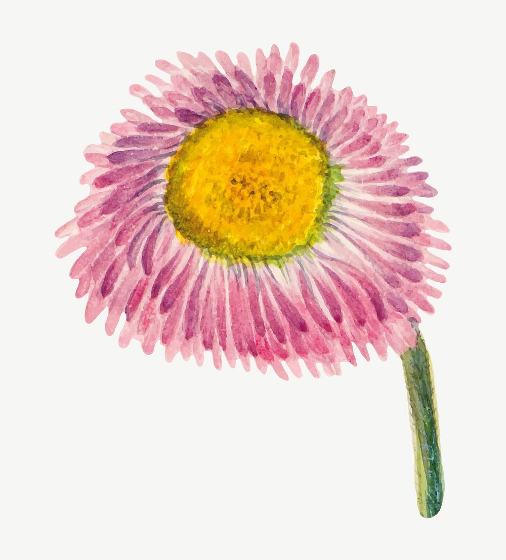 Pink meadow fleabane vector botanical illustration watercolor, remixed from the artworks by Mary Vaux Walcott