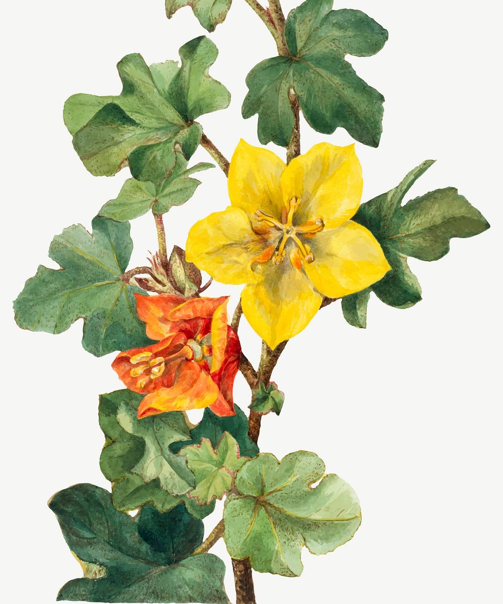 Mexican fremontia flower vector botanical illustration watercolor, remixed from the artworks by Mary Vaux Walcott