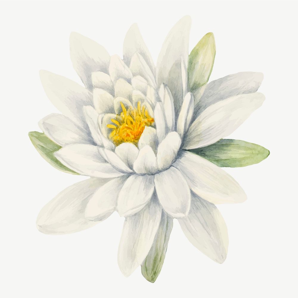 White american waterlily flower vector vintage botanical illustration, remixed from the artworks by Mary Vaux Walcott