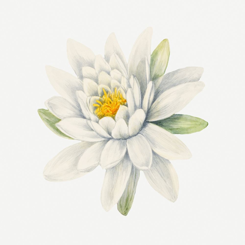 White american waterlily flower vintage botanical illustration, remixed from the artworks by Mary Vaux Walcott