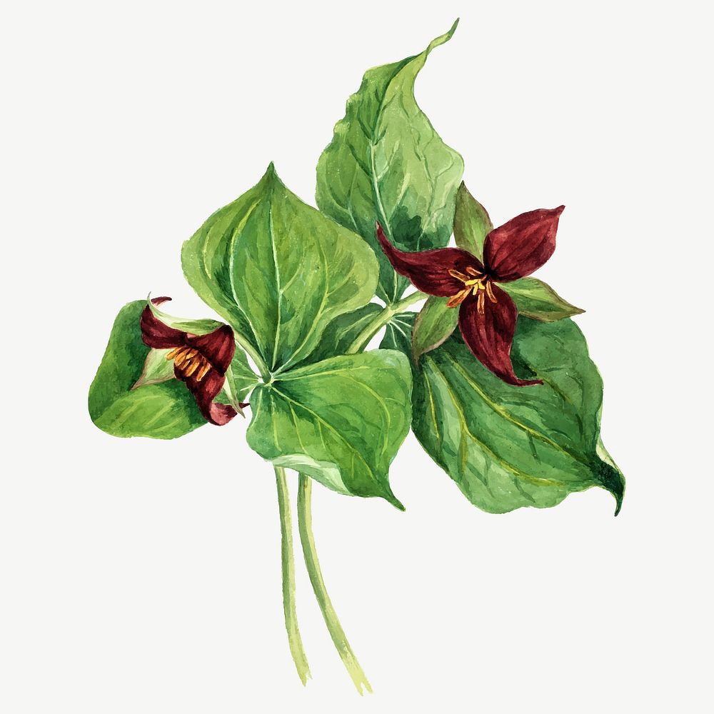 Giant trillium flower vector botanical illustration watercolor, remixed from the artworks by Mary Vaux Walcott