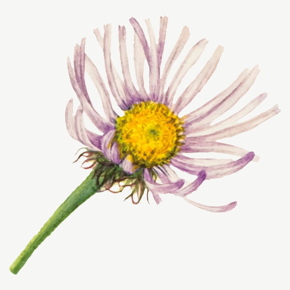 Alaska fleabane flower vector botanical illustration watercolor, remixed from the artworks by Mary Vaux Walcott