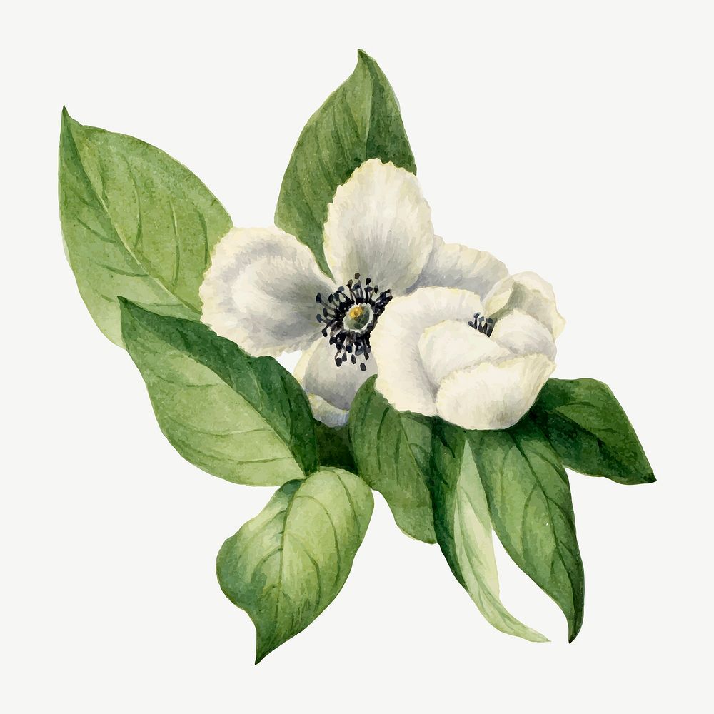 White virginia stewartia vector flower botanical illustration watercolor, remixed from the artworks by Mary Vaux Walcott