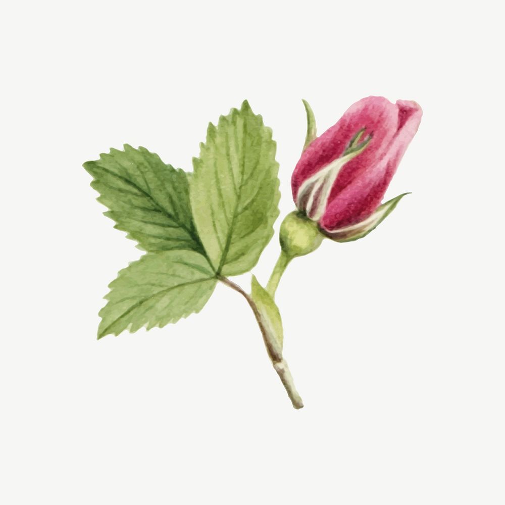 Pink Bourgeau rose bud vector botanical illustration watercolor, remixed from the artworks by Mary Vaux Walcott