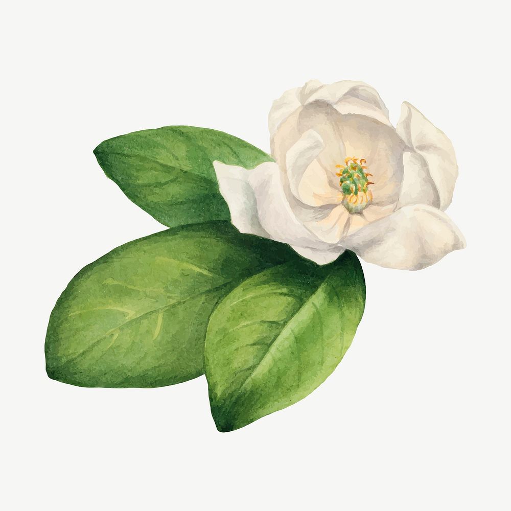 White sweetbay flower vector botanical illustration watercolor, remixed from the artworks by Mary Vaux Walcott