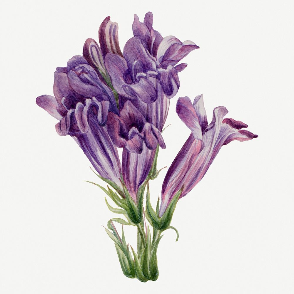 Purple pentstemon flower psd botanical illustration watercolor