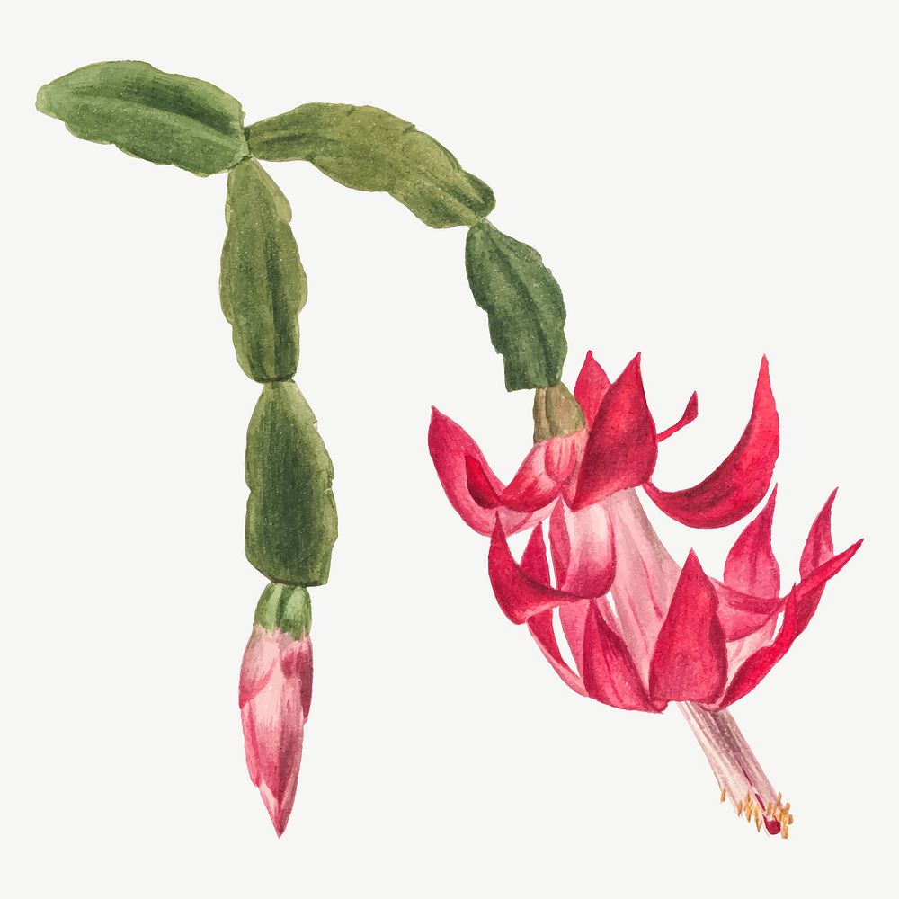 Pink flower vector botanical illustration watercolor, remixed from the artworks by Mary Vaux Walcott