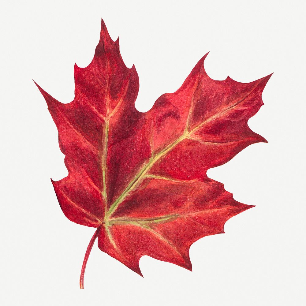 Red autumn leaf botanical illustration watercolor, remixed from the artworks by Mary Vaux Walcott