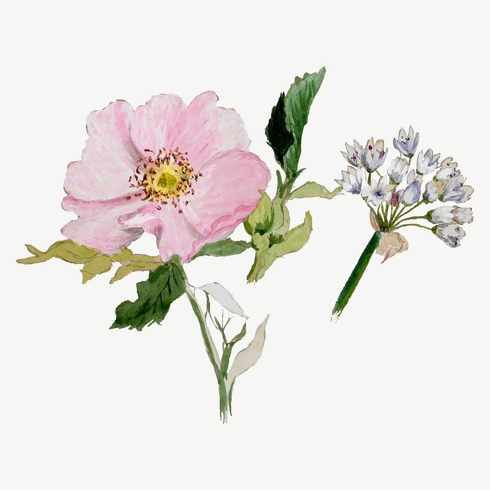 Pink flower botanical illustration vector watercolor, remixed from the artworks by Mary Vaux Walcott