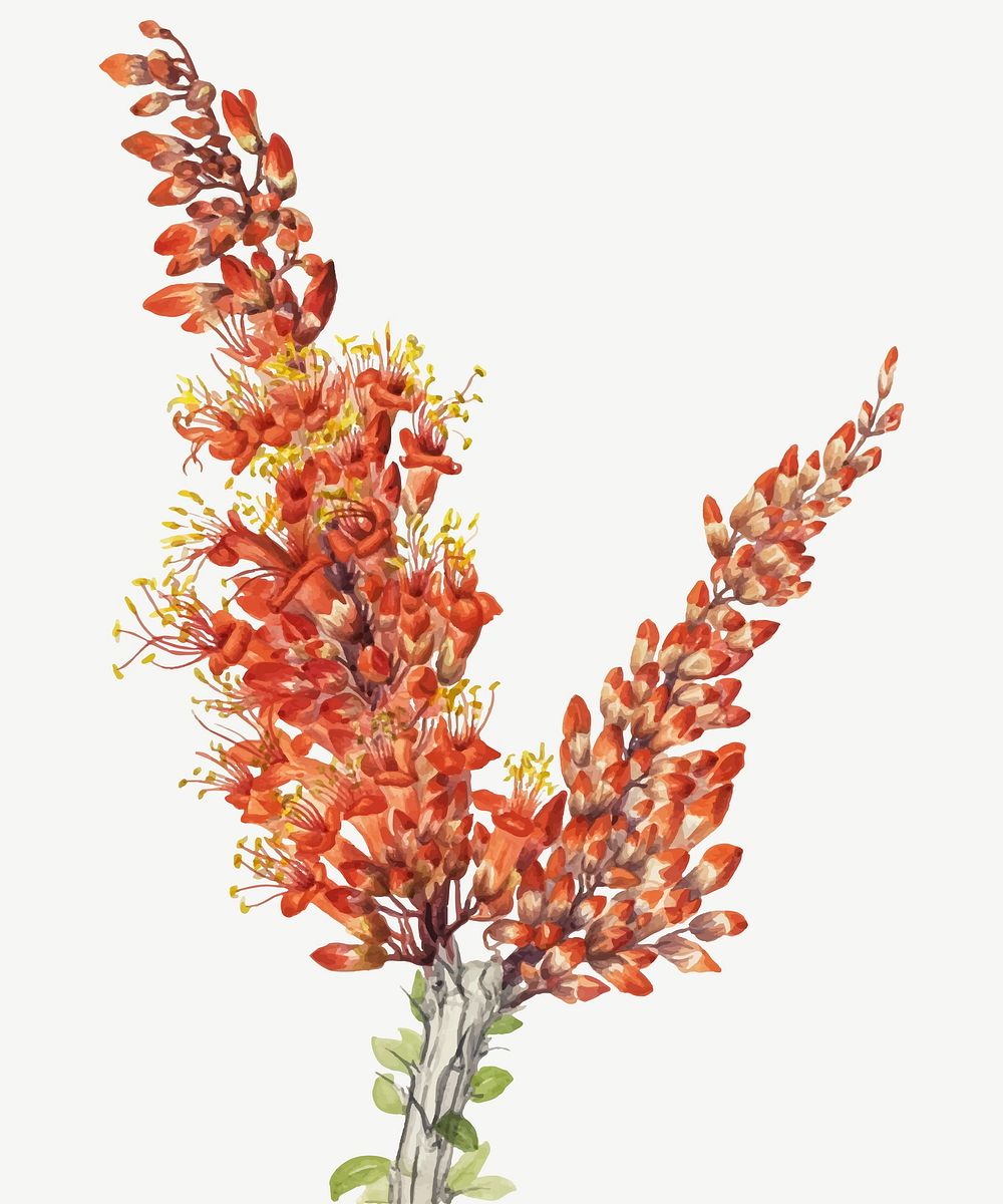 Red ocotillo flower vector botanical illustration watercolor, remixed from the artworks by Mary Vaux Walcott