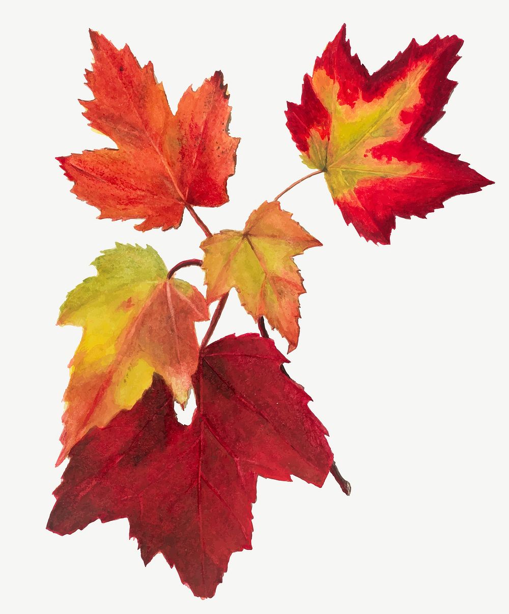 Red autumn leaves vector botanical illustration watercolor, remixed from the artworks by Mary Vaux Walcott