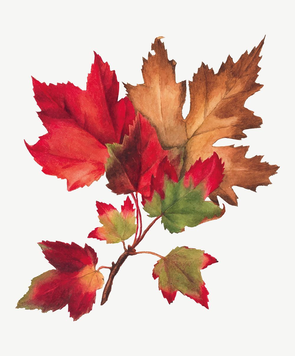 Red autumn leaves vector botanical illustration watercolor, remixed from the artworks by Mary Vaux Walcott