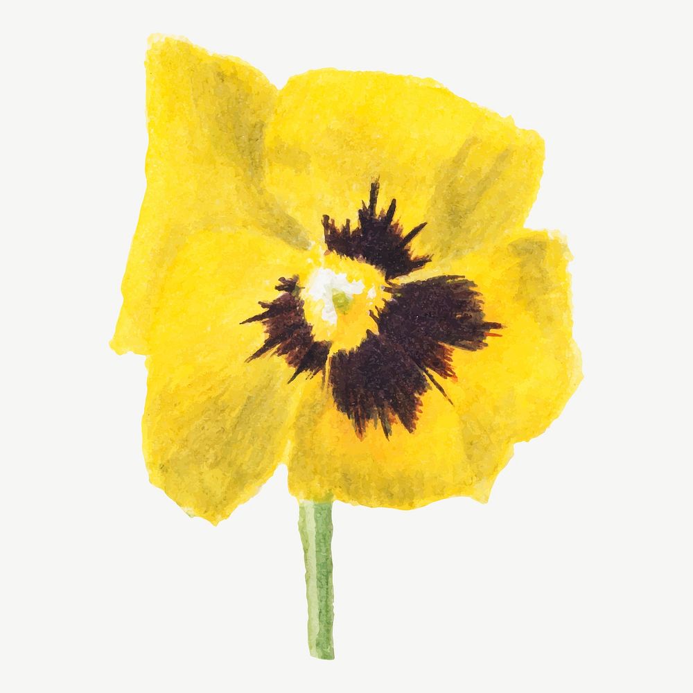 Yellow pansy flower vector botanical illustration watercolor, remixed from the artworks by Mary Vaux Walcott