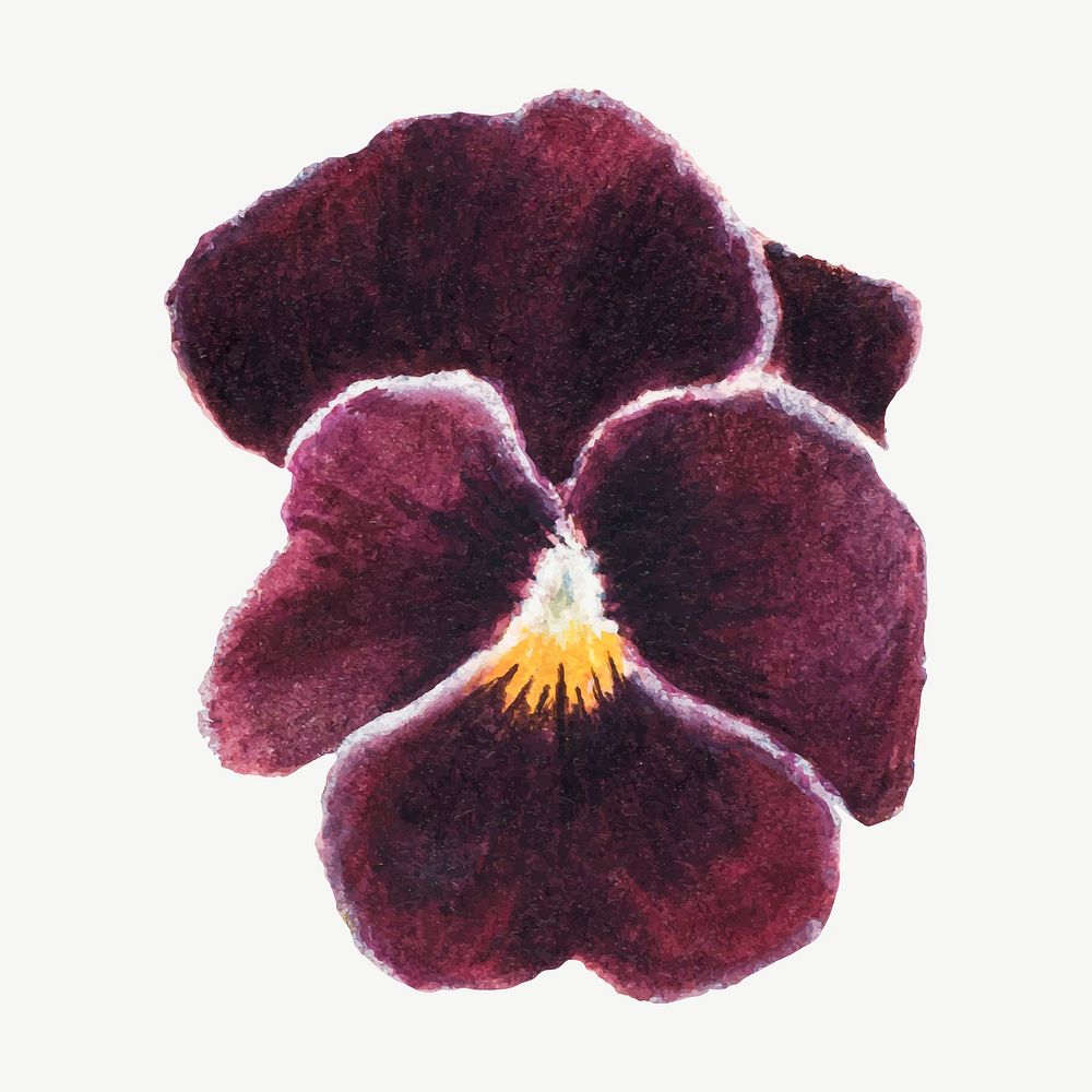 Purple pansy flower vector botanical illustration watercolor, remixed from the artworks by Mary Vaux Walcott