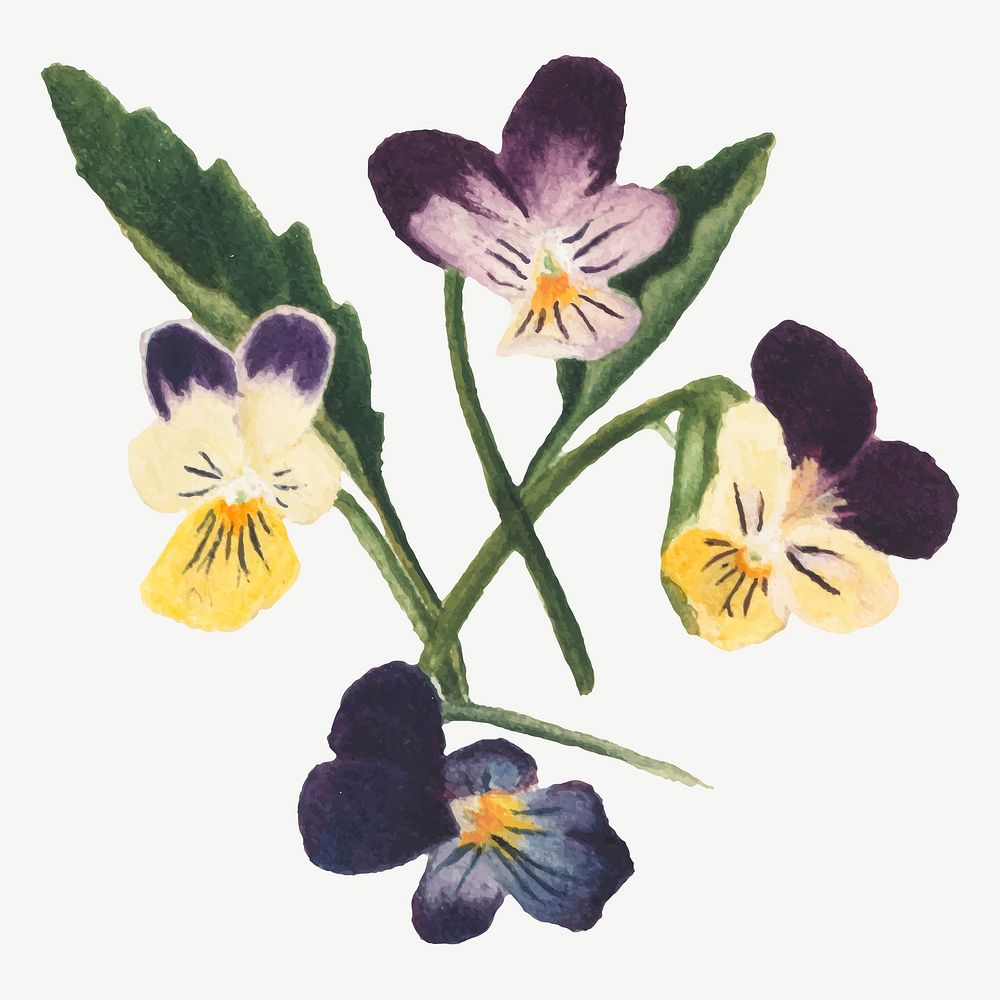 Purple yellow pansy flower vector botanical illustration watercolor, remixed from the artworks by Mary Vaux Walcott