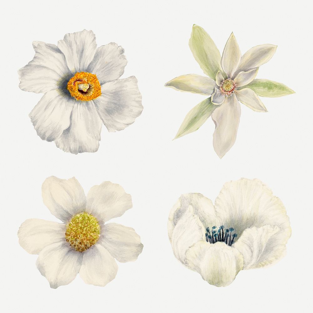 Blooming white flowers hand drawn floral illustration set, remixed from the artworks by Mary Vaux Walcott