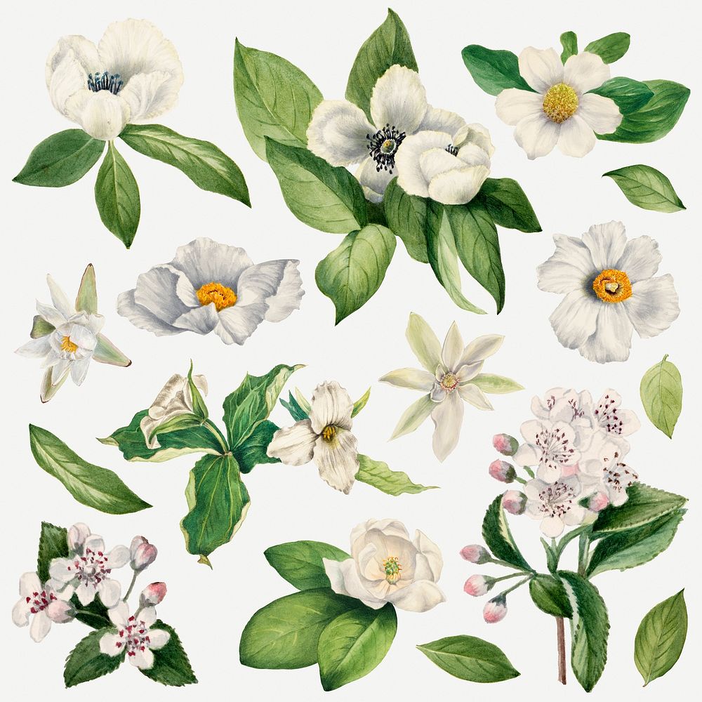 White flower set botanical illustration, remixed from the artworks by Mary Vaux Walcott