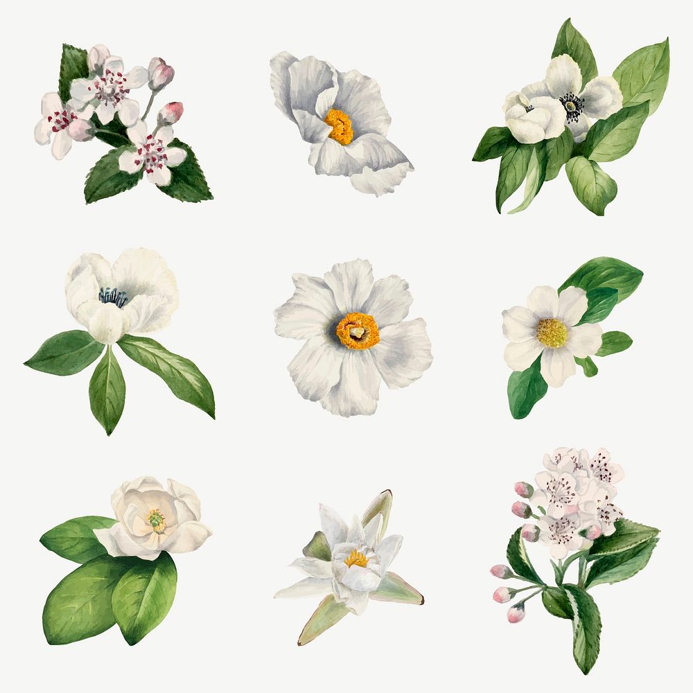 White flower vector botanical illustration set, remixed from the artworks by Mary Vaux Walcott