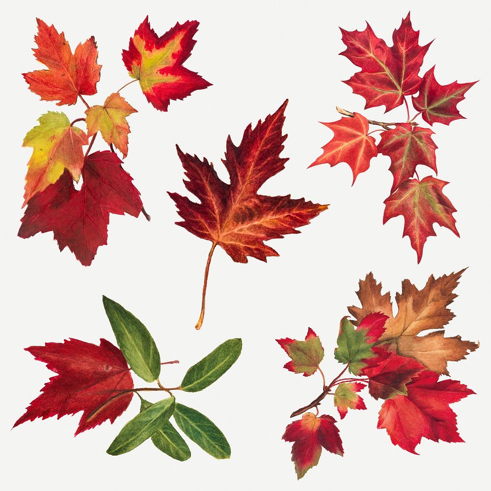Autumn leaves set botanical illustration, remix from The Smithsonian book