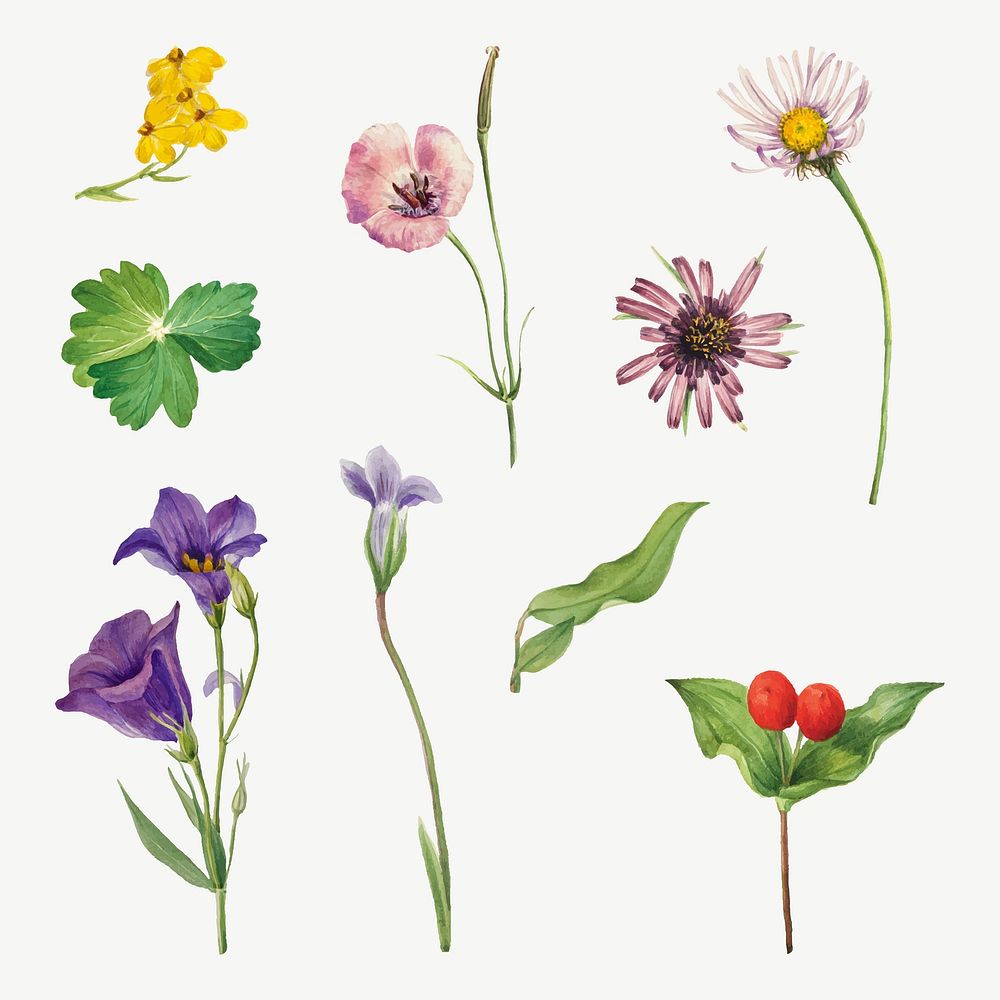Vintage colorful flowers vector botanical drawing set, remixed from the artworks by Mary Vaux Walcott