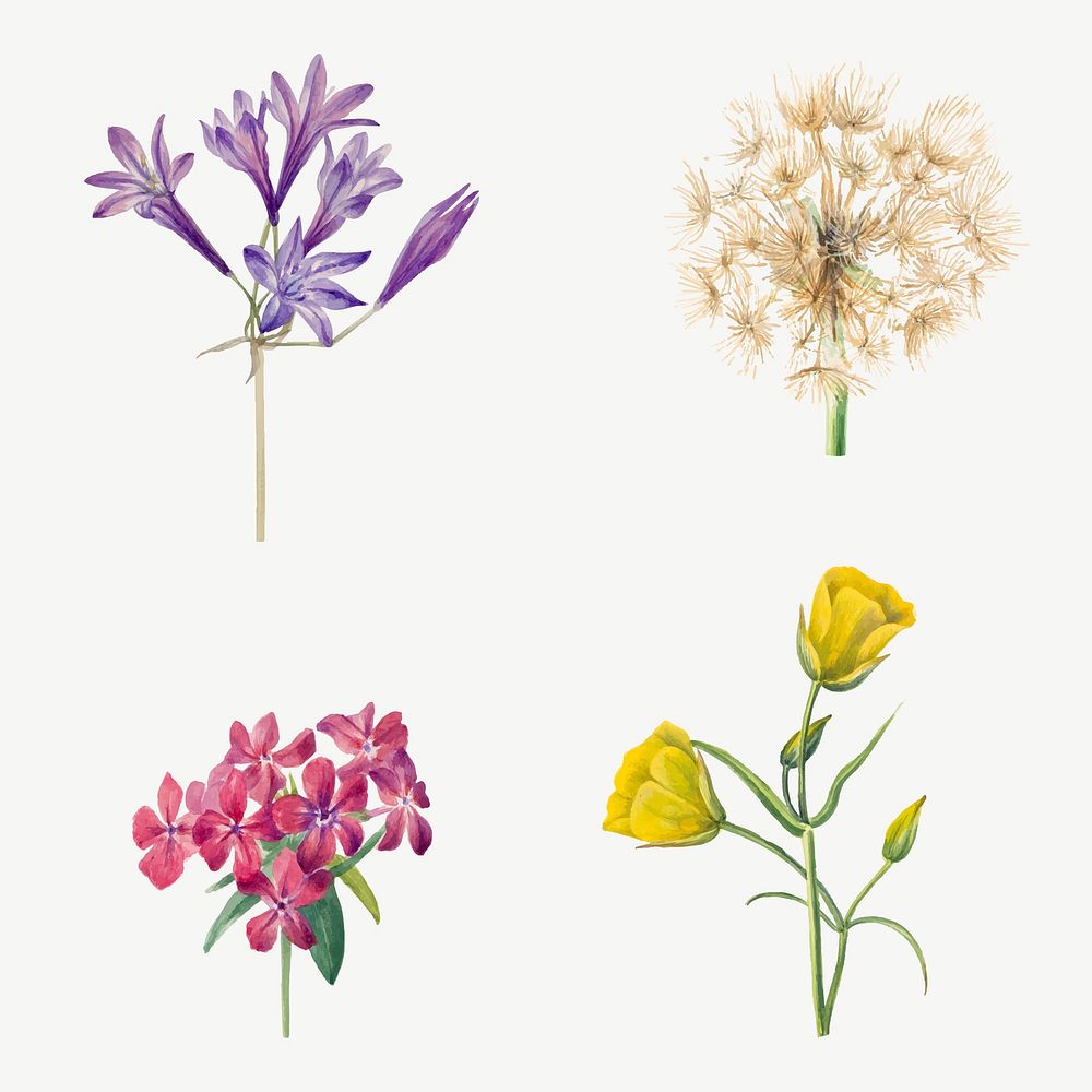 Blooming wild flowers vector botanical drawing set, remixed from the artworks by Mary Vaux Walcott