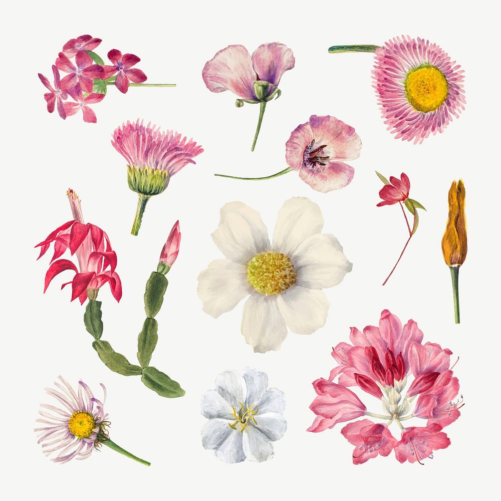 Hand drawn wild flowers vector floral illustration set, remixed from the artworks by Mary Vaux Walcott