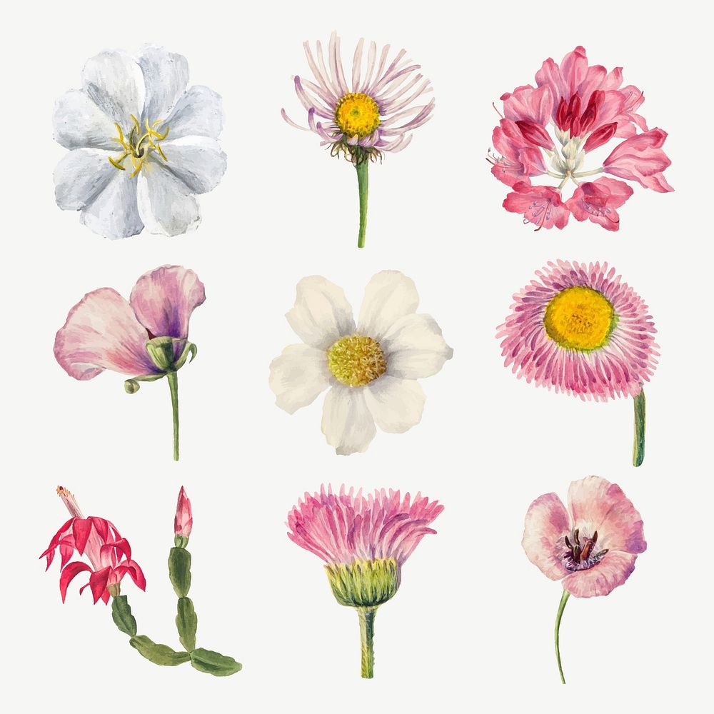 Hand drawn wild flowers vector illustration set, remixed from the artworks by Mary Vaux Walcott