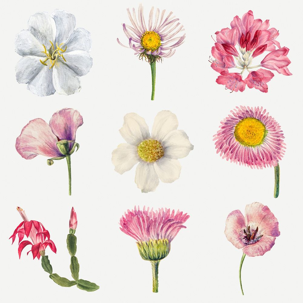 Hand drawn wild flowers illustration set, remixed from the artworks by Mary Vaux Walcott