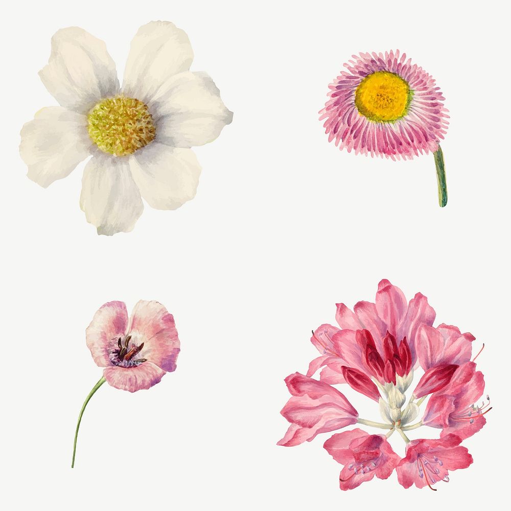 Vintage wild flowers vector illustration floral drawing set, remixed from the artworks by Mary Vaux Walcott