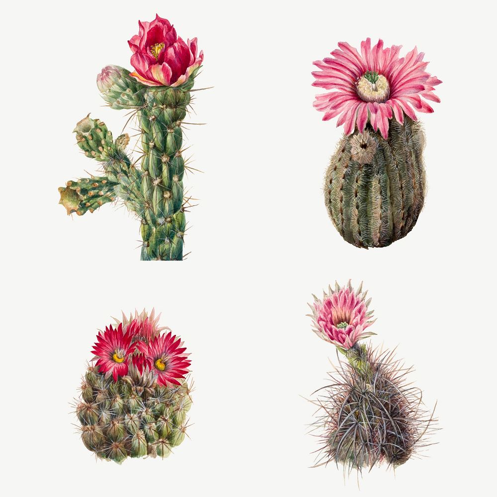 Cactus flowers vector botanical vintage illustration set, remixed from the artworks by Mary Vaux Walcott