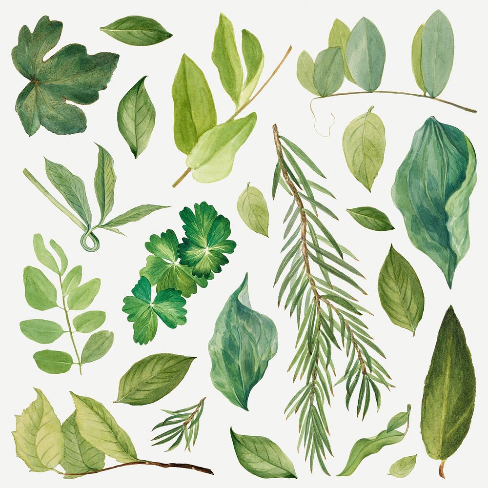 Wild plant green leaves illustration set, remixed from the artworks by Mary Vaux Walcott
