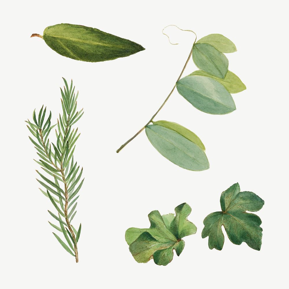 Green leaves botanical vintage vector illustration set, remixed from the artworks by Mary Vaux Walcott