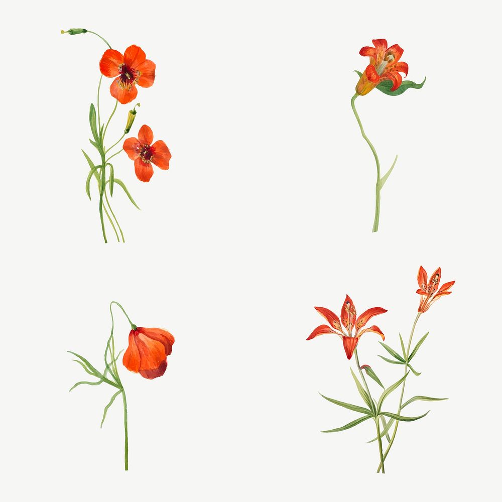 Hand drawn small tiger lily vector floral illustration set, remixed from the artworks by Mary Vaux Walcott