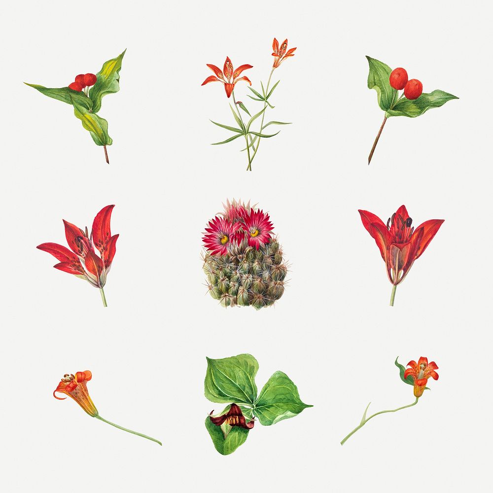 Red, orange and pink flower set botanical illustration, remixed from the artworks by Mary Vaux Walcott