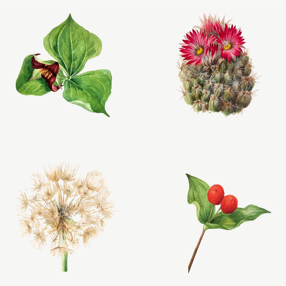 Hand drawn wild plants vector botanical illustration set, remixed from the artworks by Mary Vaux Walcott