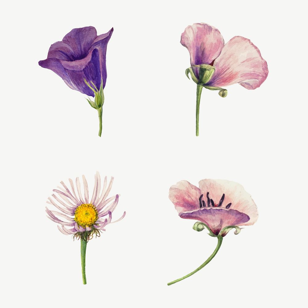 Wild flowers blossom vector illustration hand drawn set, remixed from the artworks by Mary Vaux Walcott