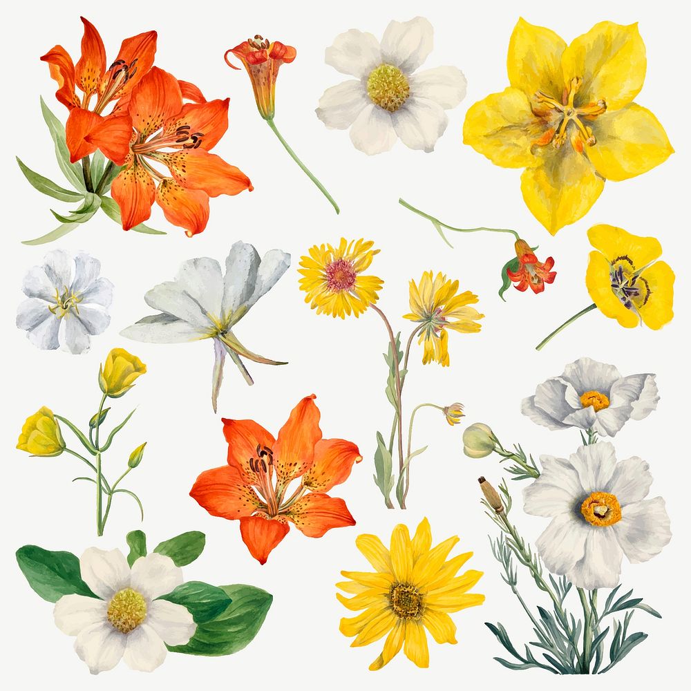 Hand drawn blooming flowers vector illustration set, remixed from the artworks by Mary Vaux Walcott