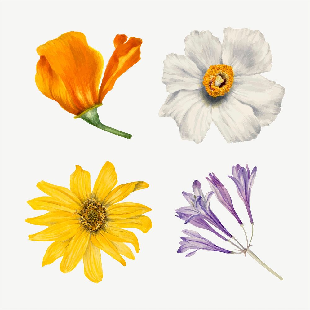 Wild flowers vector botanical vintage illustration set, remixed from the artworks by Mary Vaux Walcott
